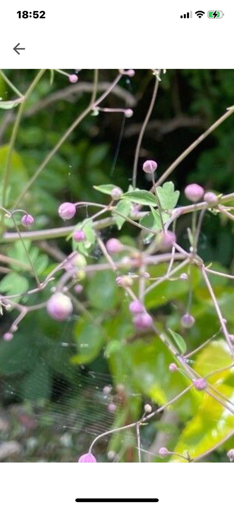 Thalictrum delavayi leaf