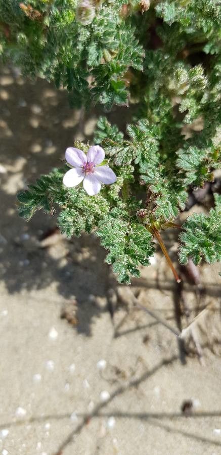 Erodium lebelii flower