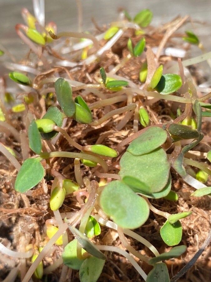 Leavenworthia exigua — related species from the same genus