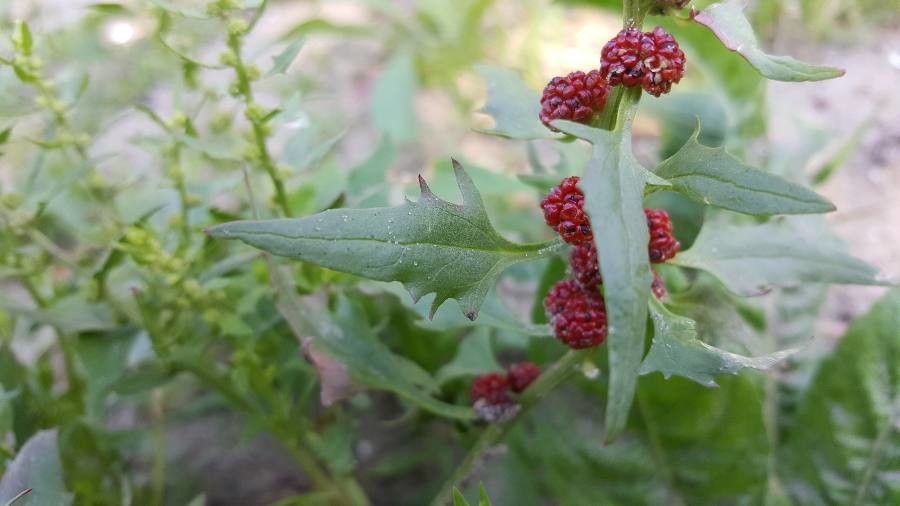 Blitum capitatum — search result for 'Chenopodium'