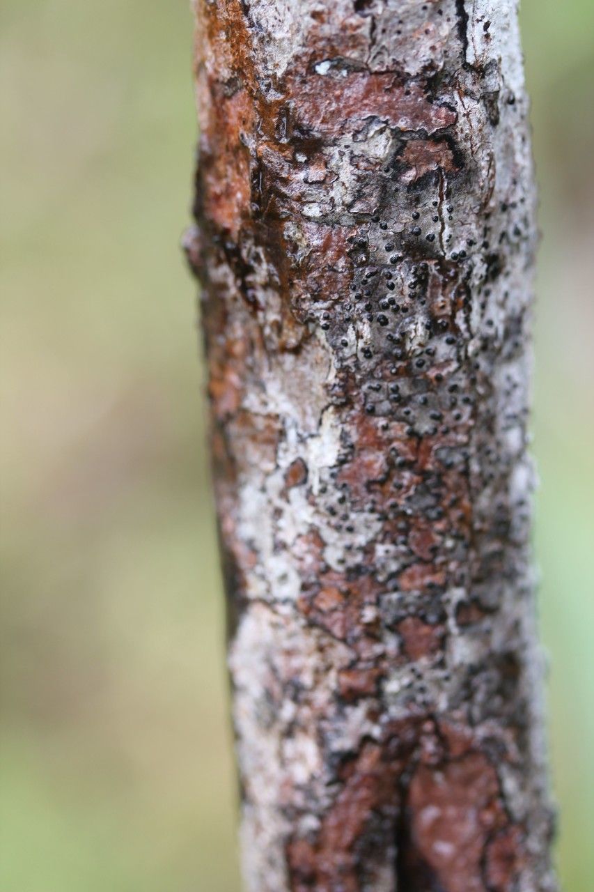 Gaertnera rotundifolia bark