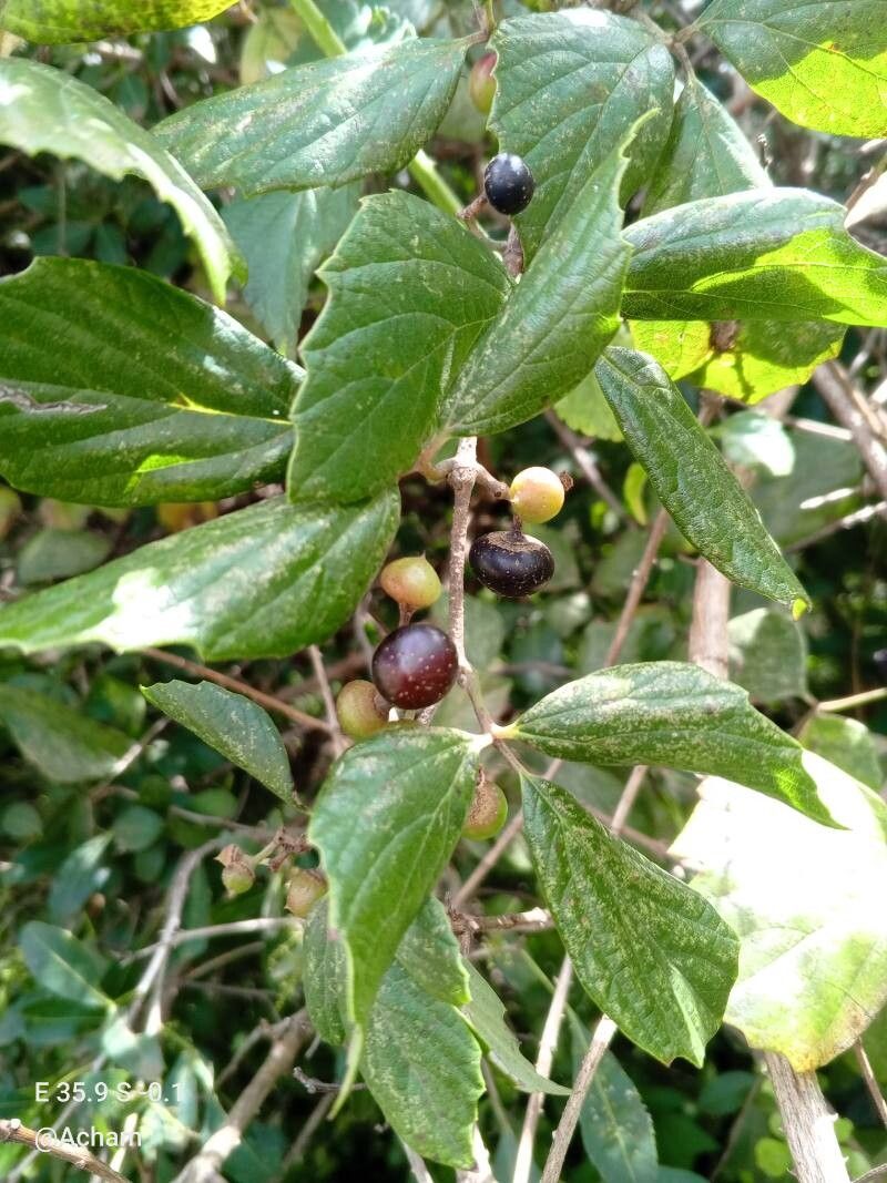 Rhoicissus tridentata — search result for 'Vitaceae'