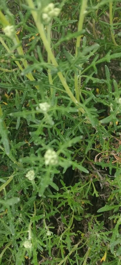 Eriophyllum stoechadifolium leaf
