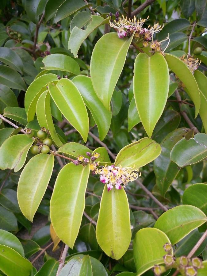 Mouriri guianensis flower
