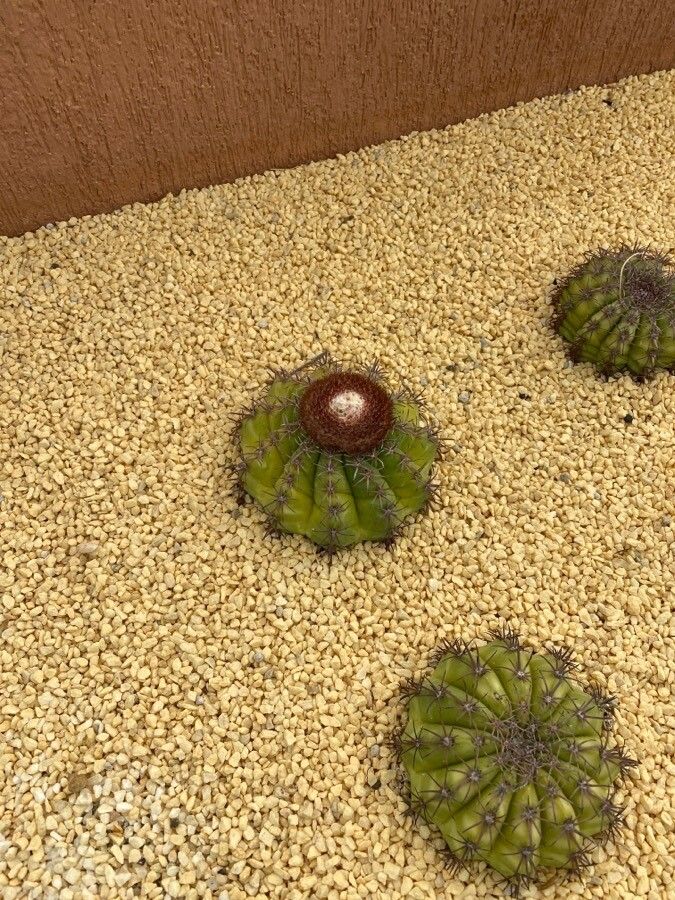 Melocactus peruvianus flower