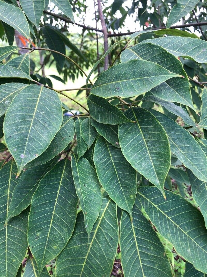 Hevea brasiliensis — related species from the same genus