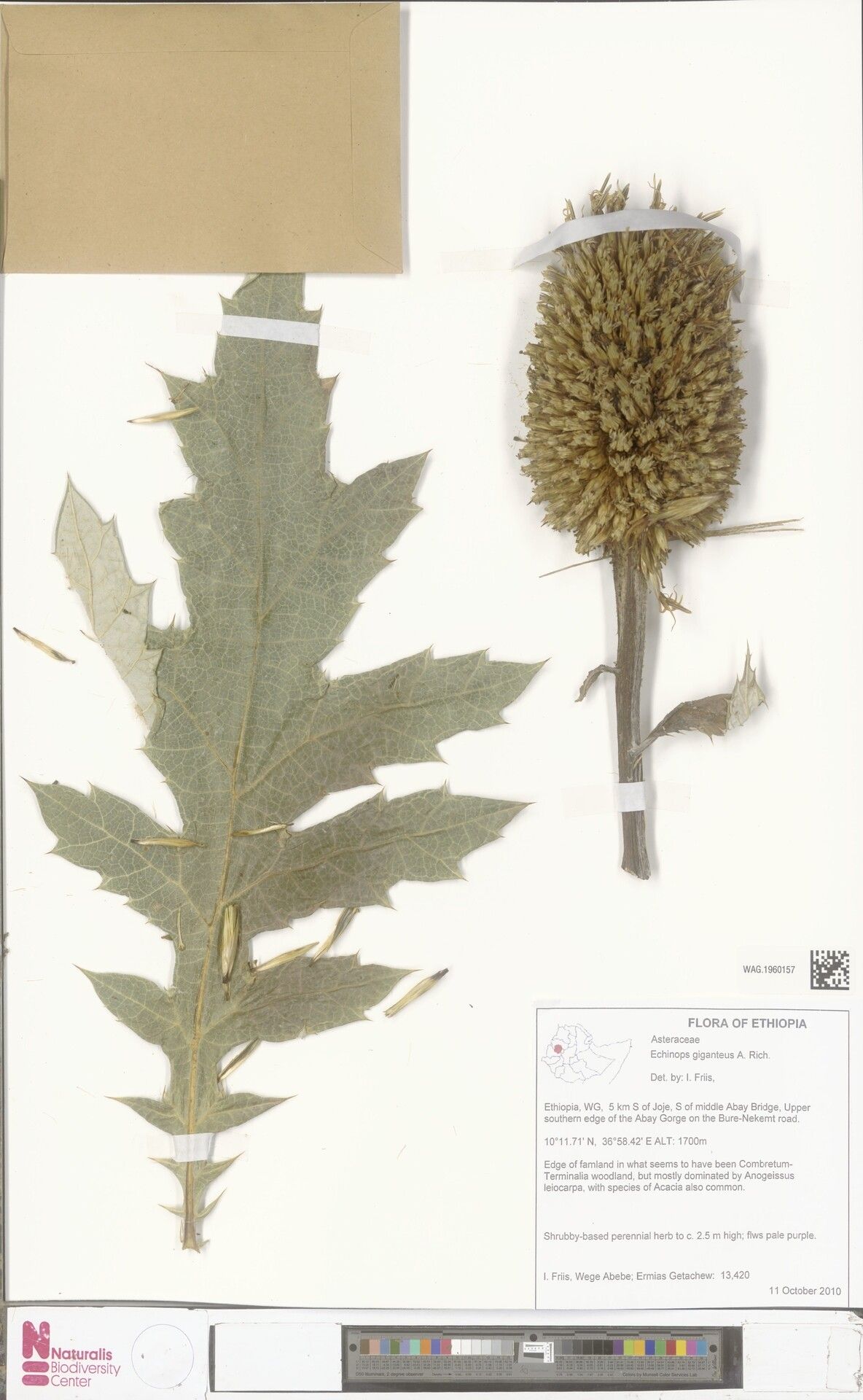 Echinops giganteus — search result for 'Echinops'