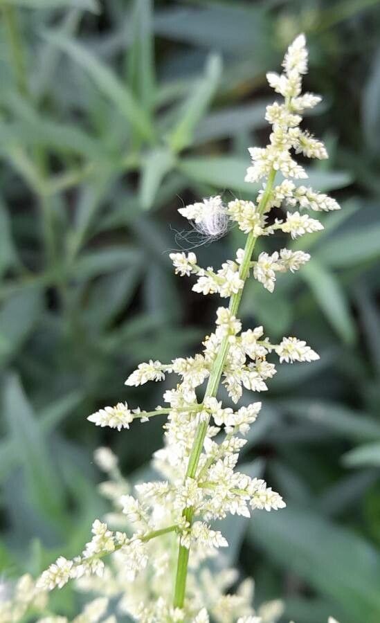 Iresine diffusa flower