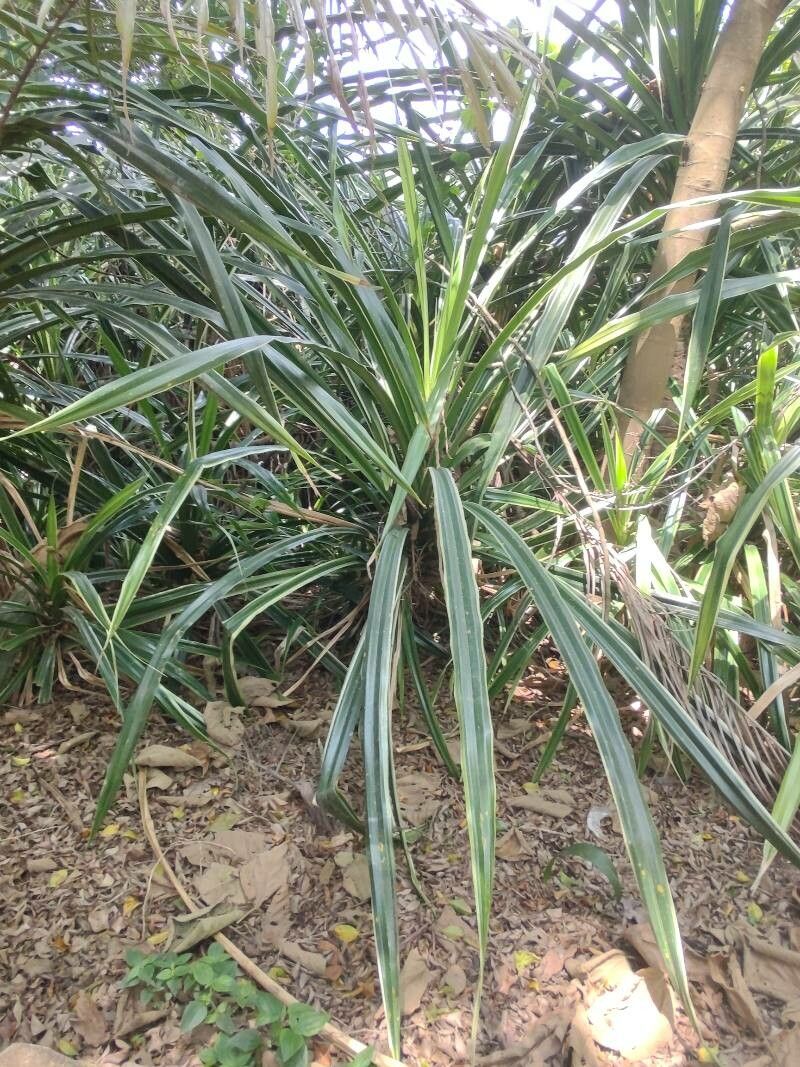 Pandanus urophyllus — search result for 'Pandanus'