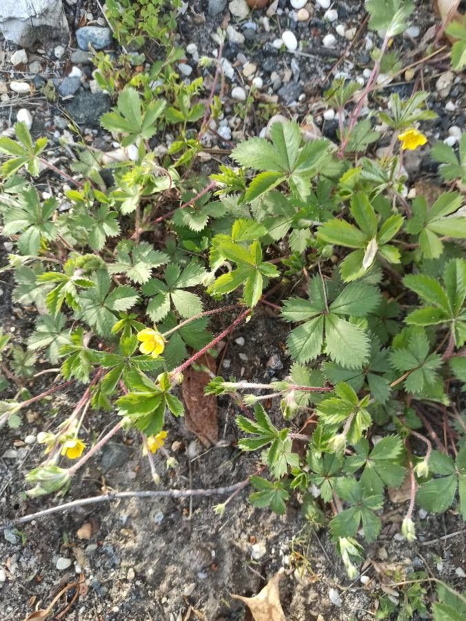 Potentilla canadensis habit