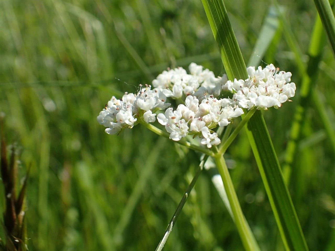 Oenanthe silaifolia flower