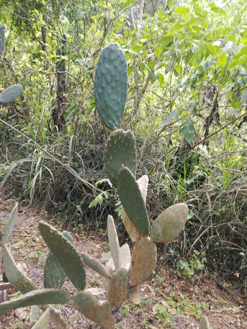 Opuntia hondurensis — houseplant care guide