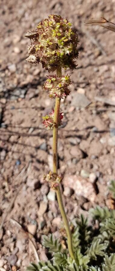 Acaena caespitosa flower