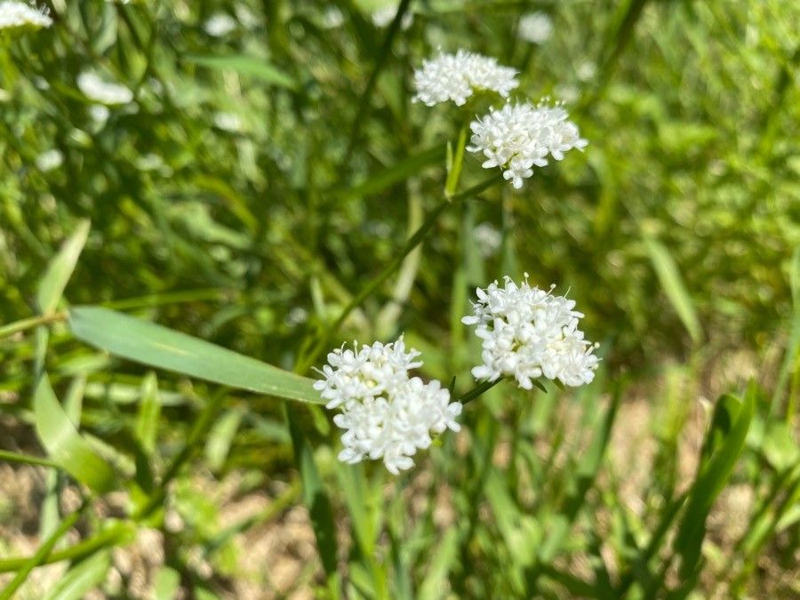 Valerianella umbilicata flower