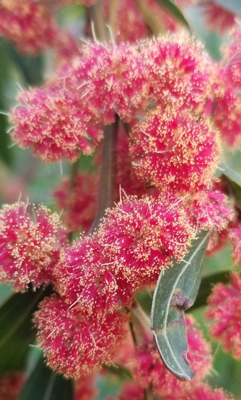 Acacia leprosa flower