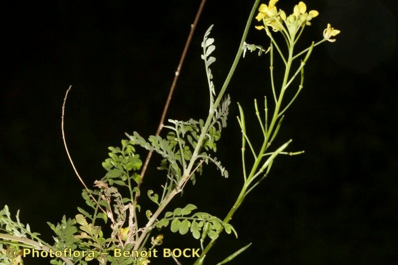 Descurainia artemisioides habit