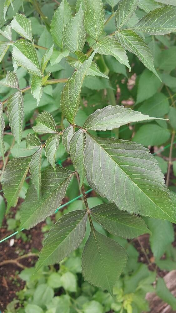 Dahlia sorensenii — houseplant care guide