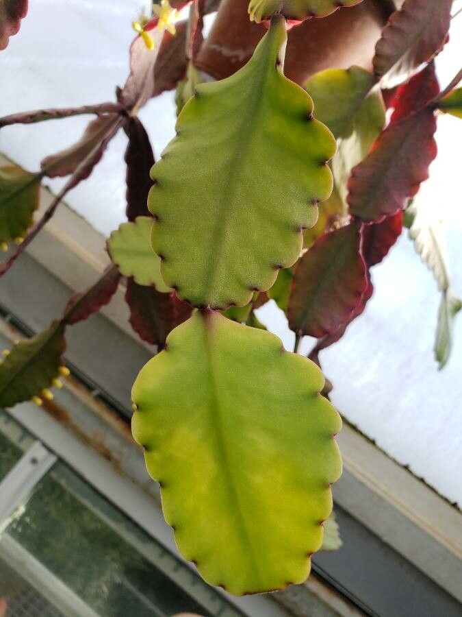 Rhipsalis elliptica — search result for 'Cactaceae'