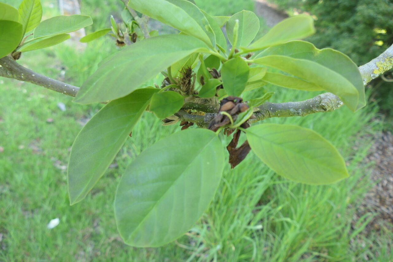 Magnolia cylindrica — search result for 'Magnolia'