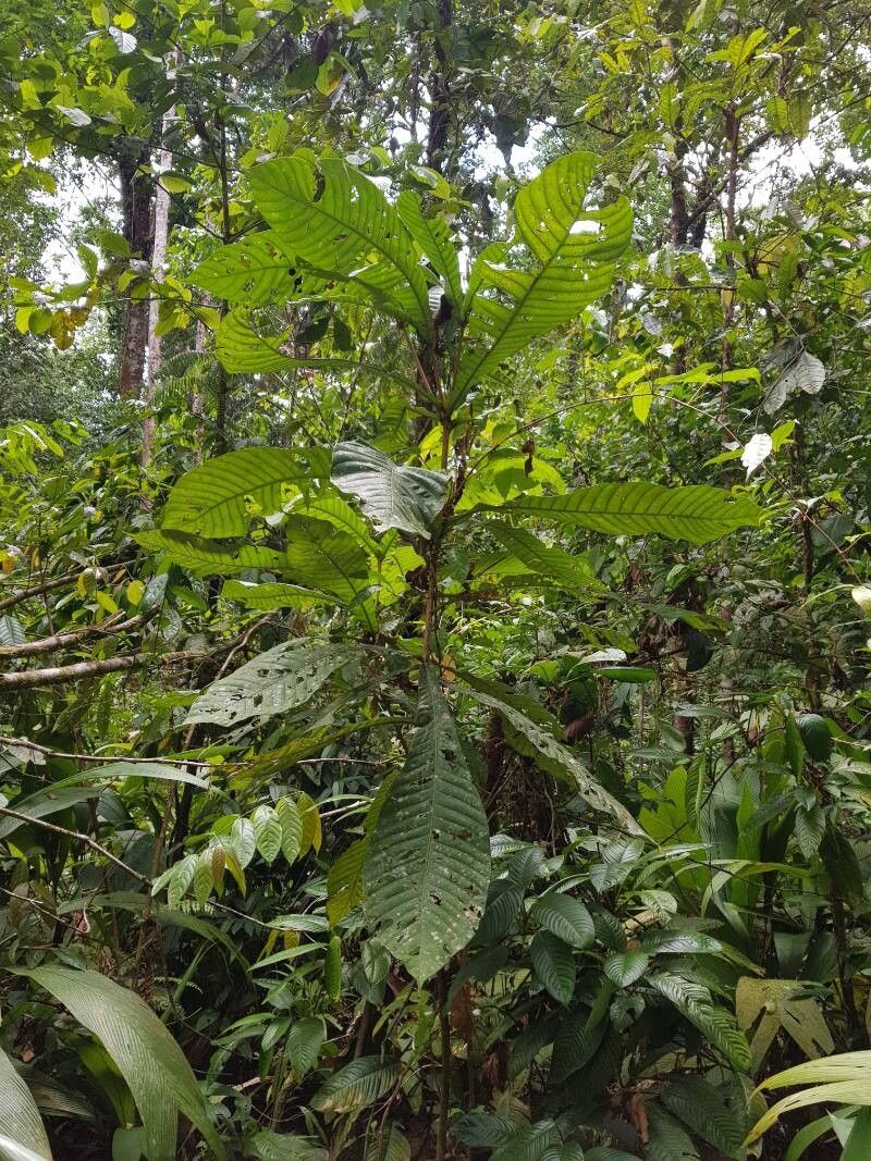 Pouteria lecythidicarpa — houseplant care guide