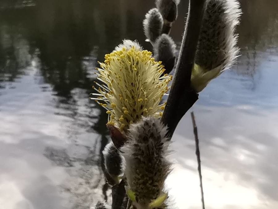 Salix aegyptiaca flower