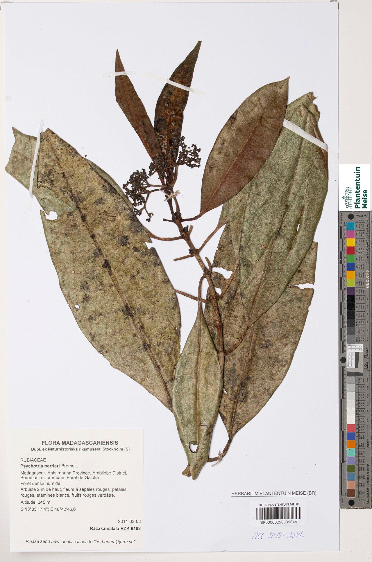 Psychotria perrieri — houseplant care guide