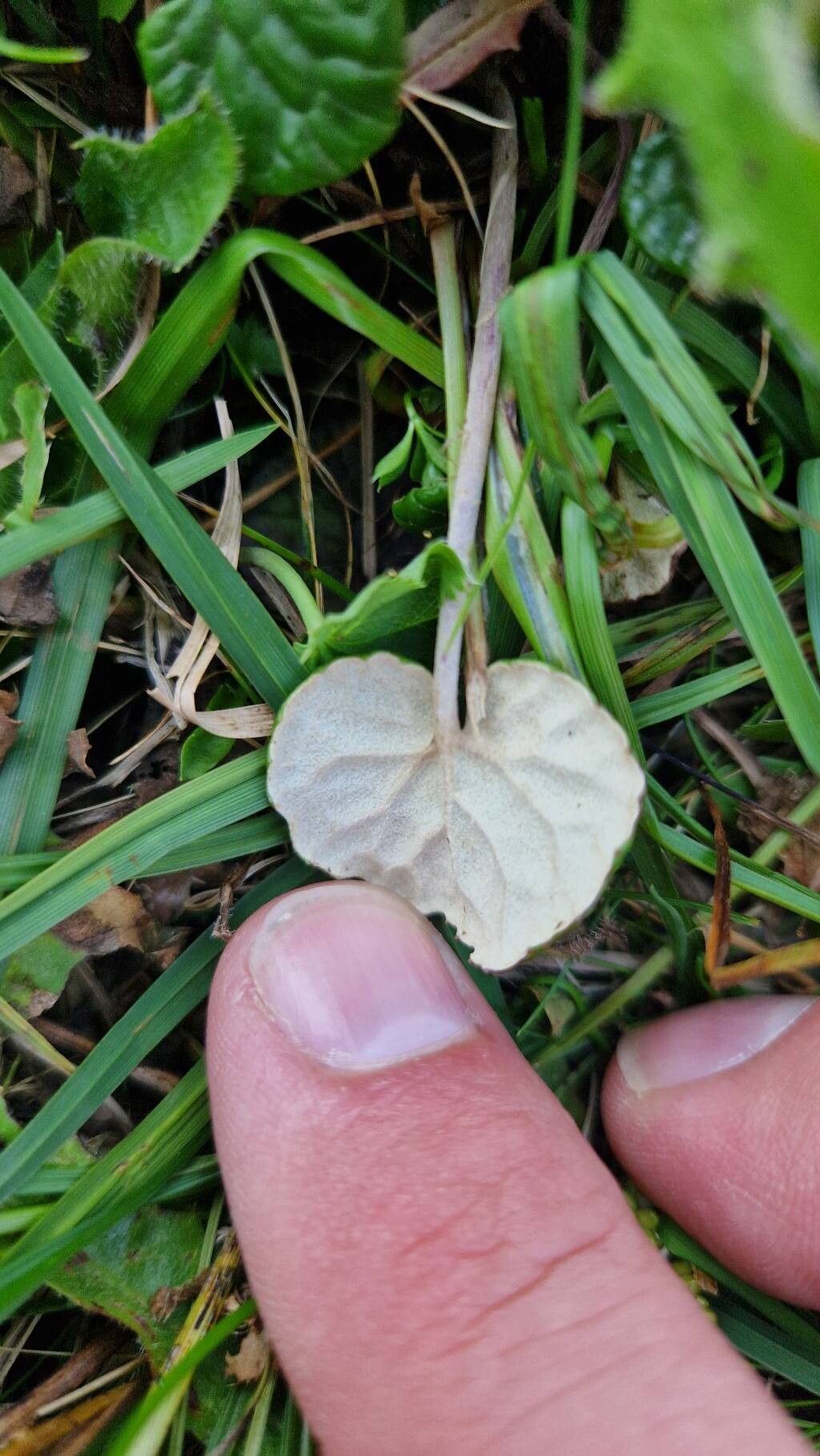 Homogyne discolor — related species from the same genus