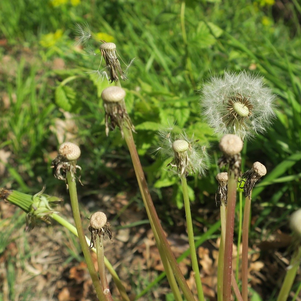 Taraxacum oxoniense fruit