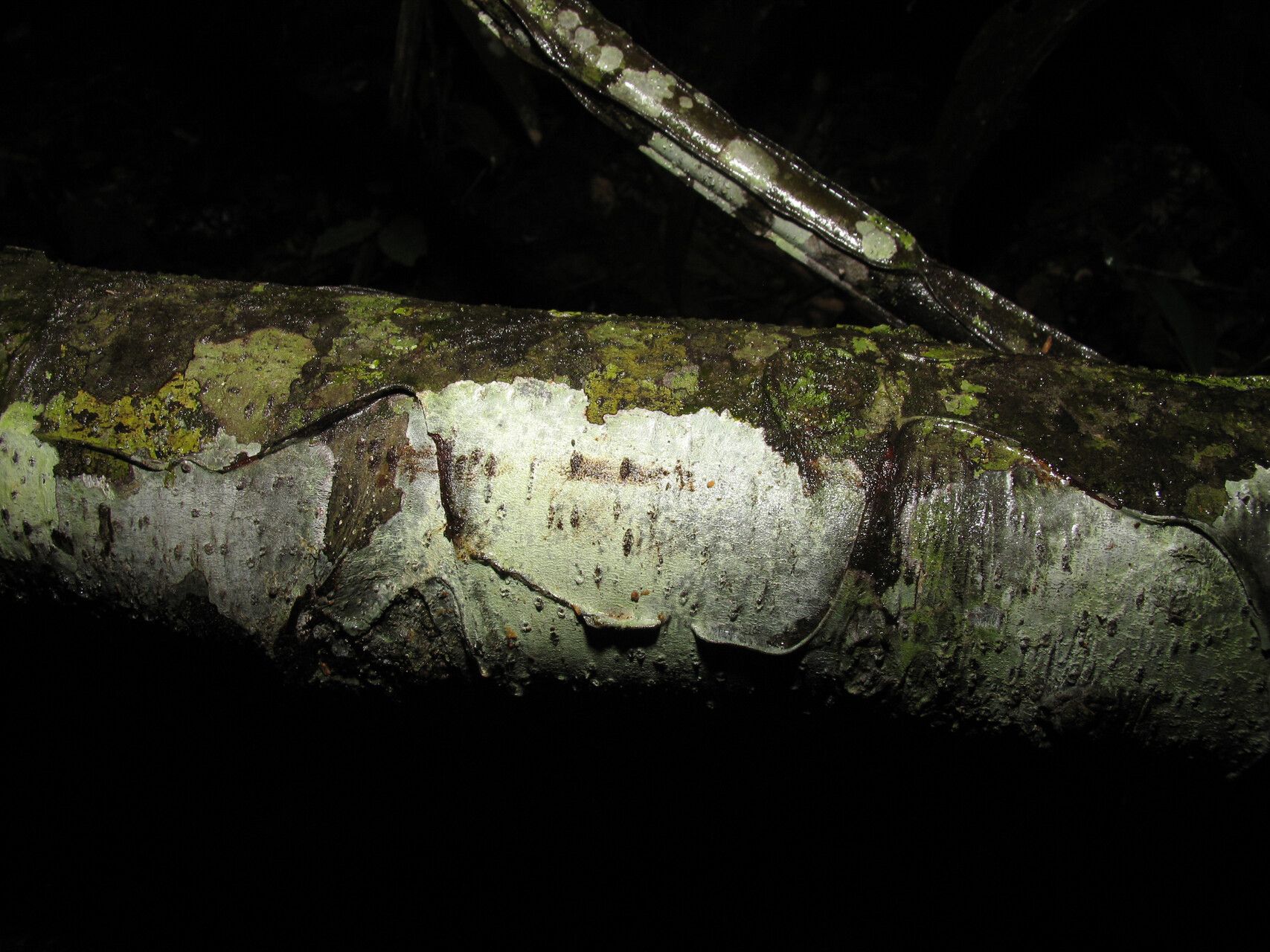 Ocotea aurantiodora bark
