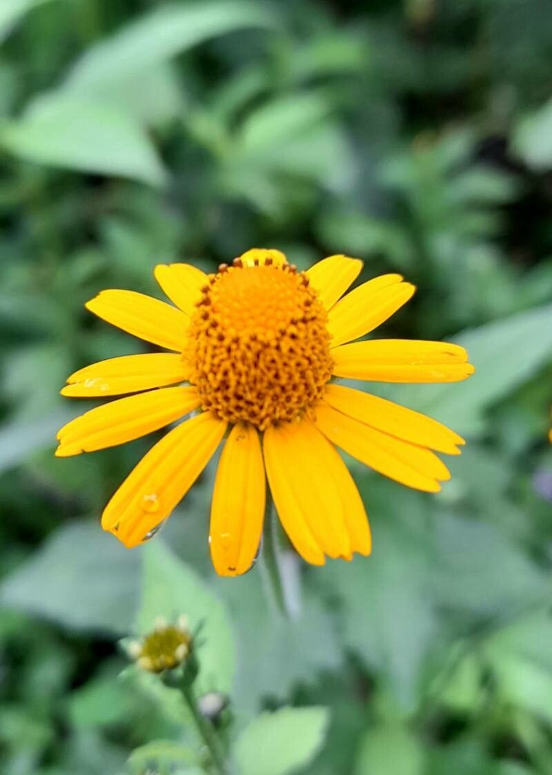 Acmella alpestris flower