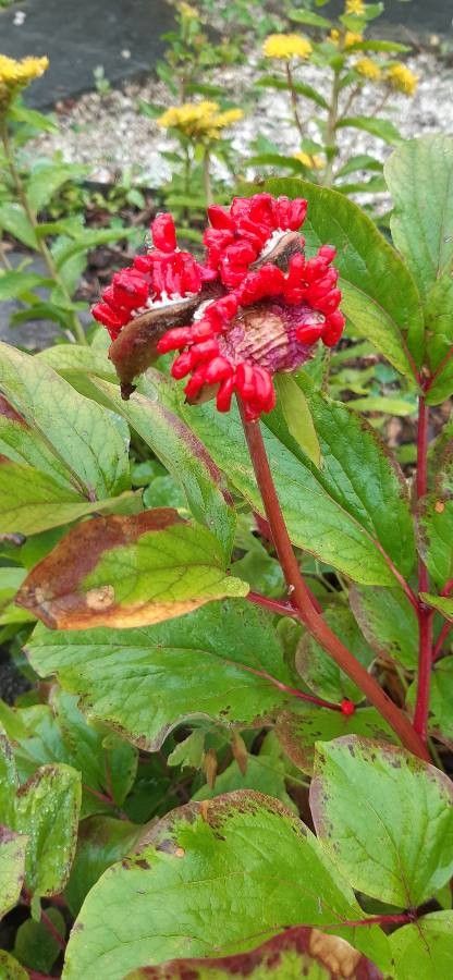 Paeonia daurica fruit