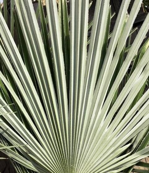 Trachycarpus ukhrulensis — houseplant care guide