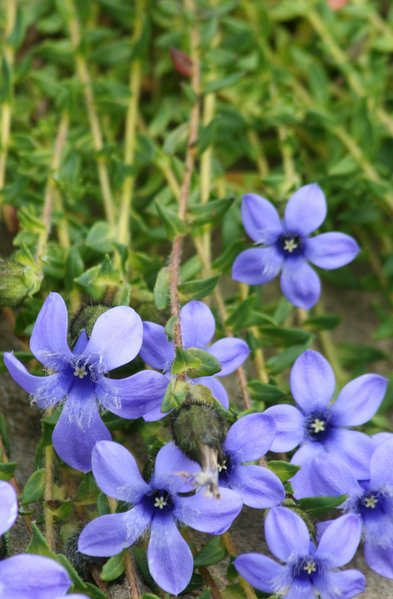 Cyananthus sherriffii flower