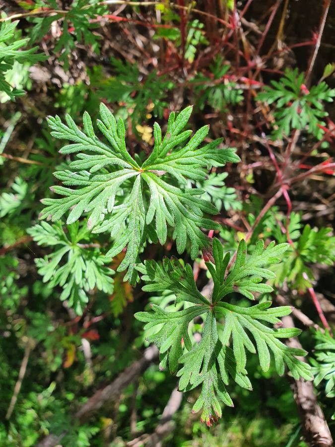 Geranium elamellatum — houseplant care guide