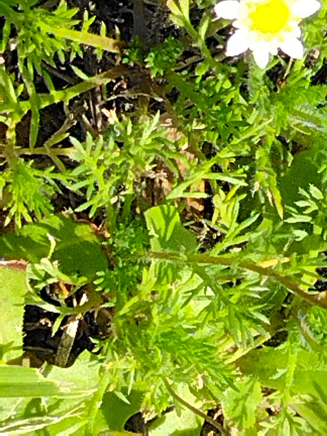 Cotula turbinata bark