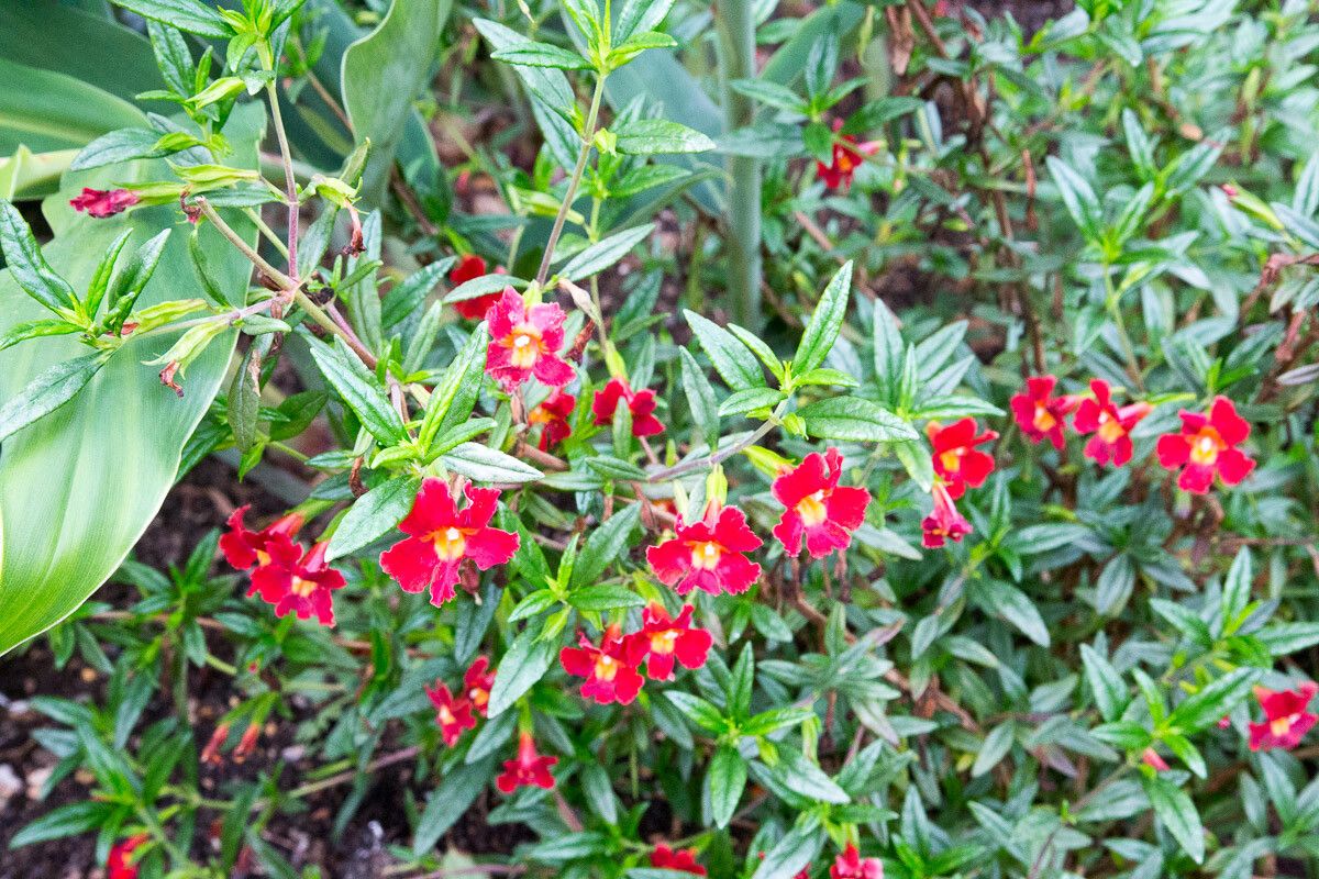 Diplacus puniceus — houseplant care guide