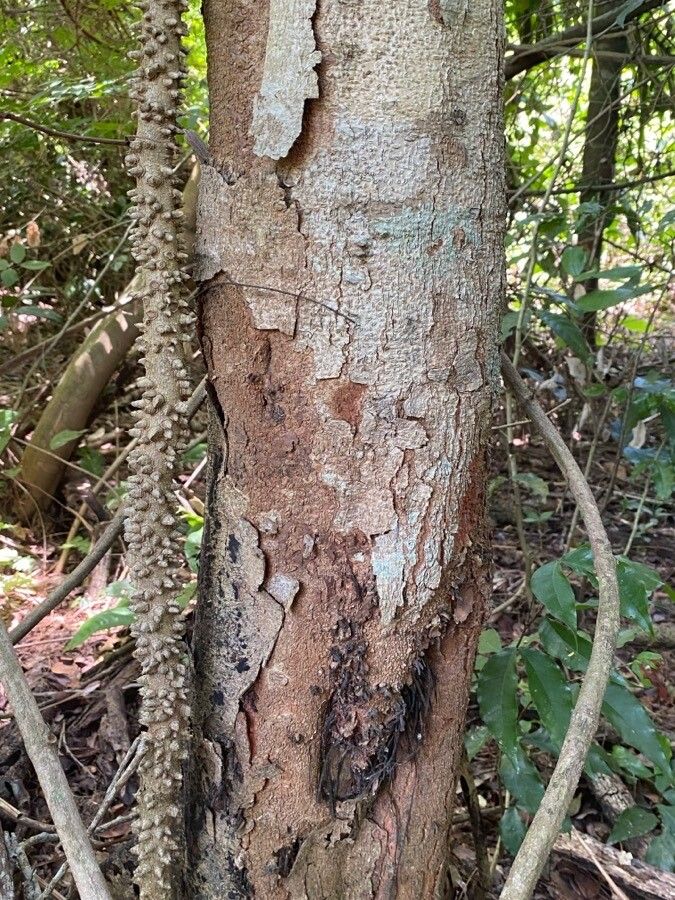 Paubrasilia echinata bark