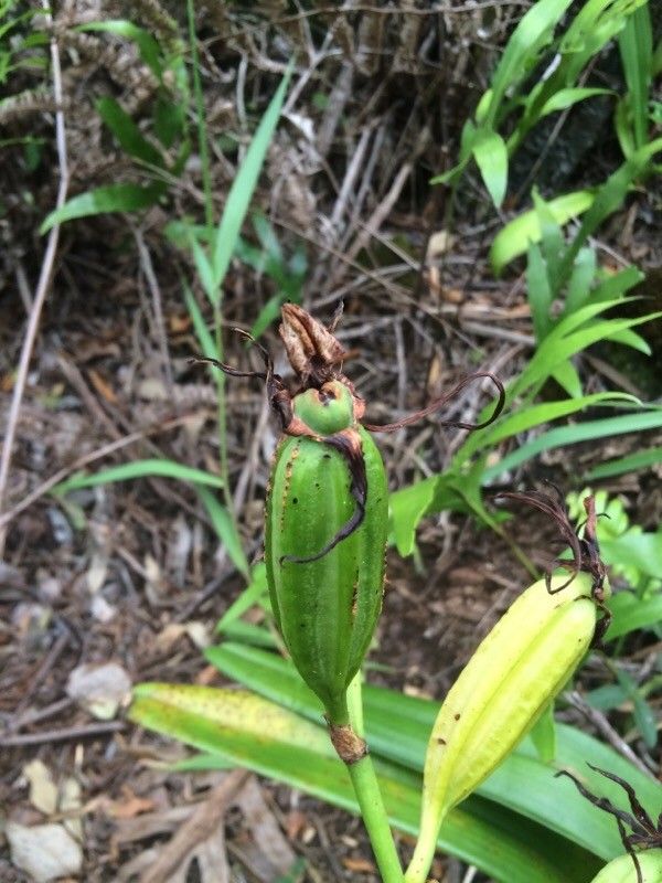 Angraecum eburneum fruit