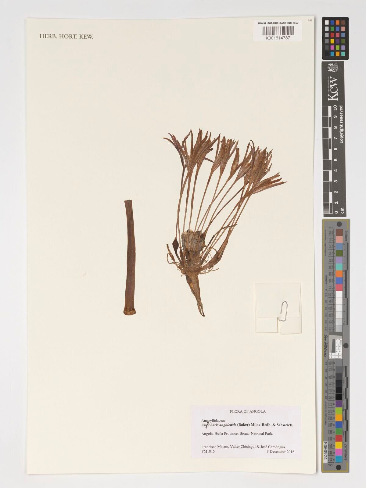 Ammocharis angolensis — related species from the same genus