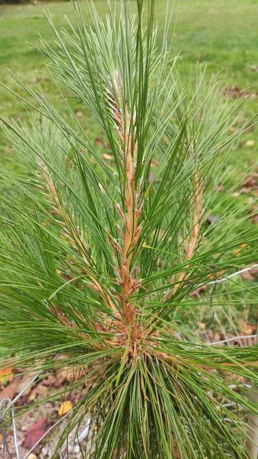 Pinus yunnanensis — search result for 'Pinaceae'