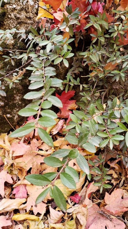 Paxistima myrsinites — search result for 'Western United States'