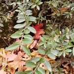 Paxistima myrsinites