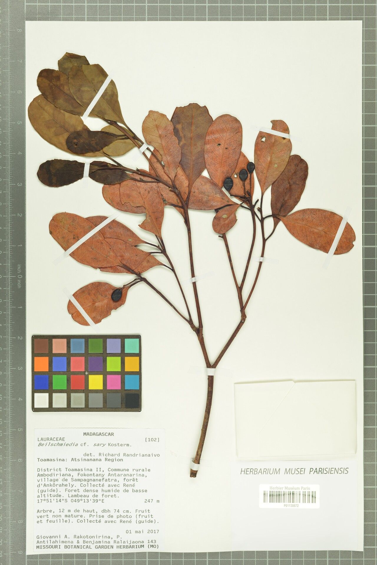 Beilschmiedia sary — houseplant care guide