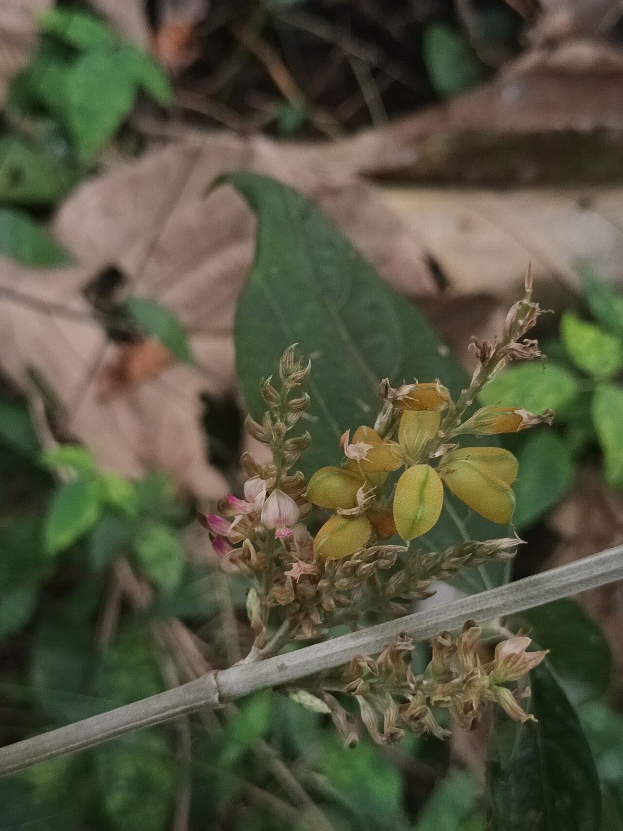 Flemingia semialata flower
