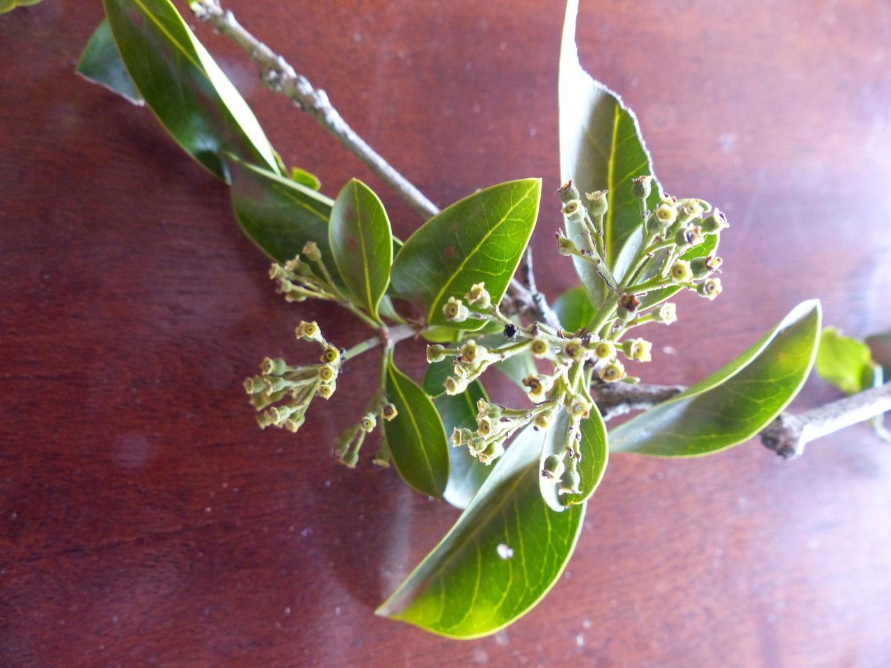 Hymenodictyon parvifolium other