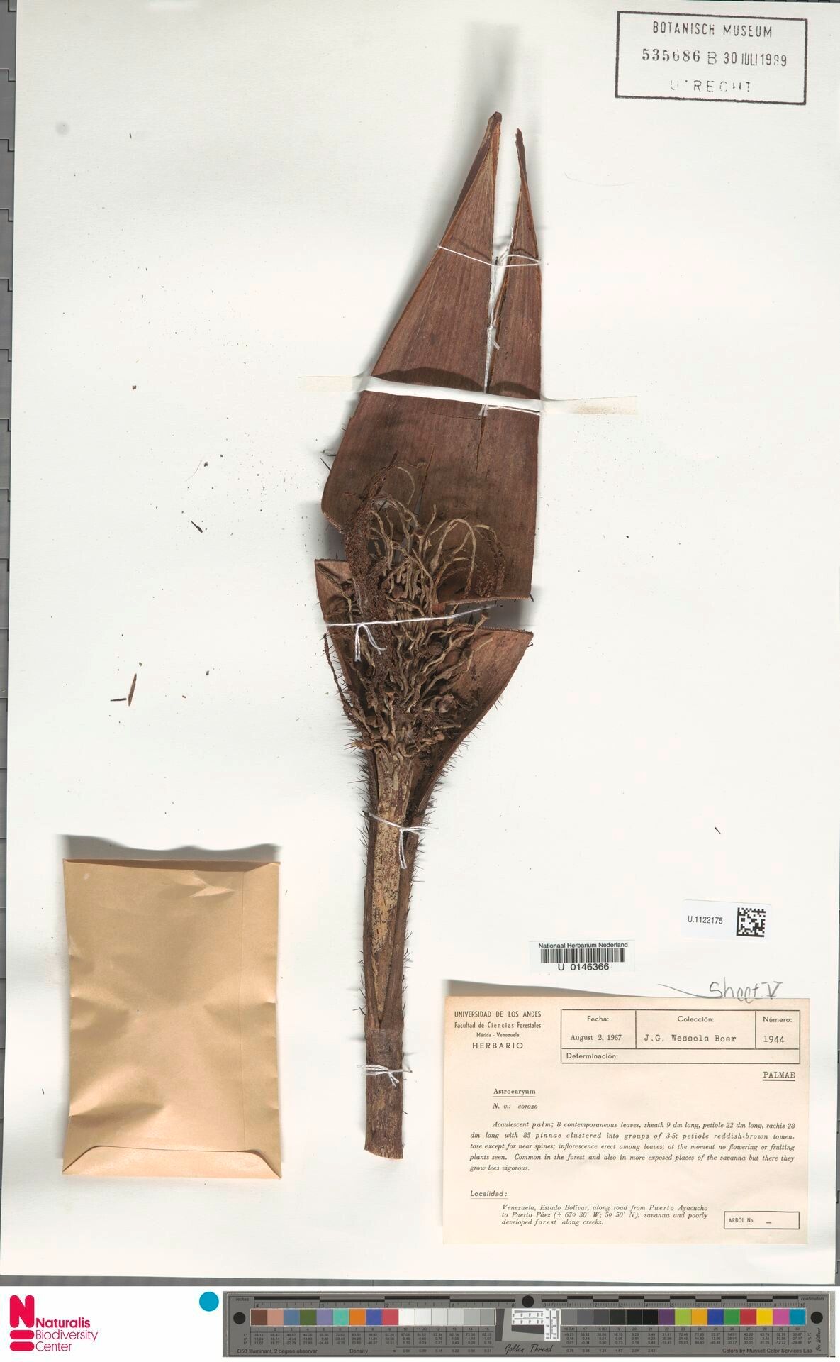 Astrocaryum acaule bark