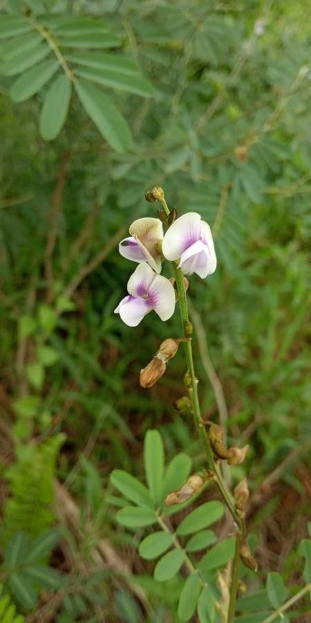 Tephrosia noctiflora flower