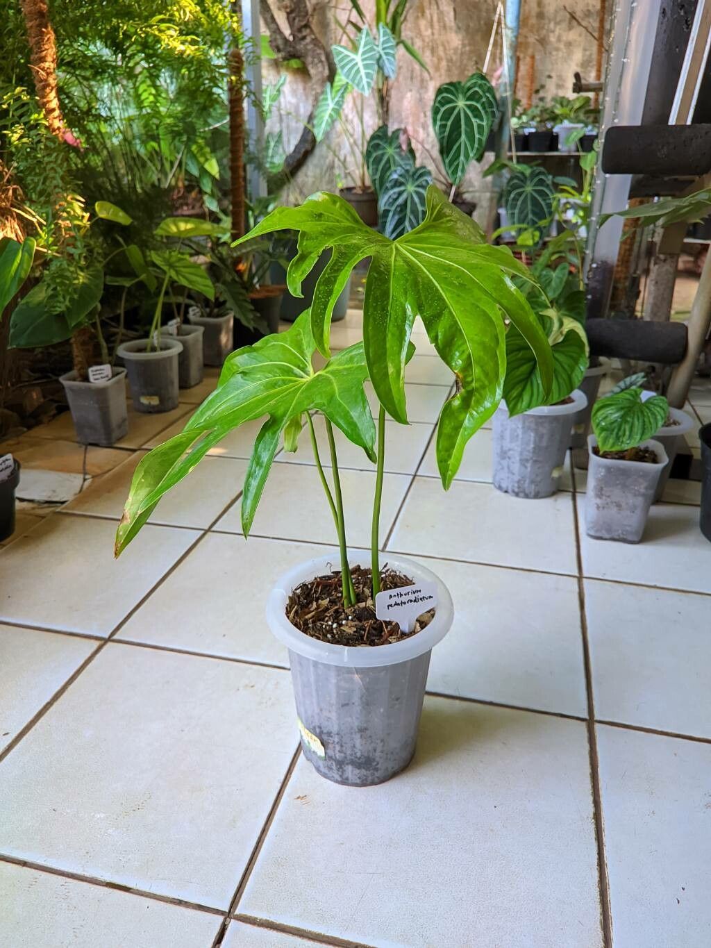 Anthurium pedatoradiatum