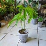 Anthurium pedatoradiatum