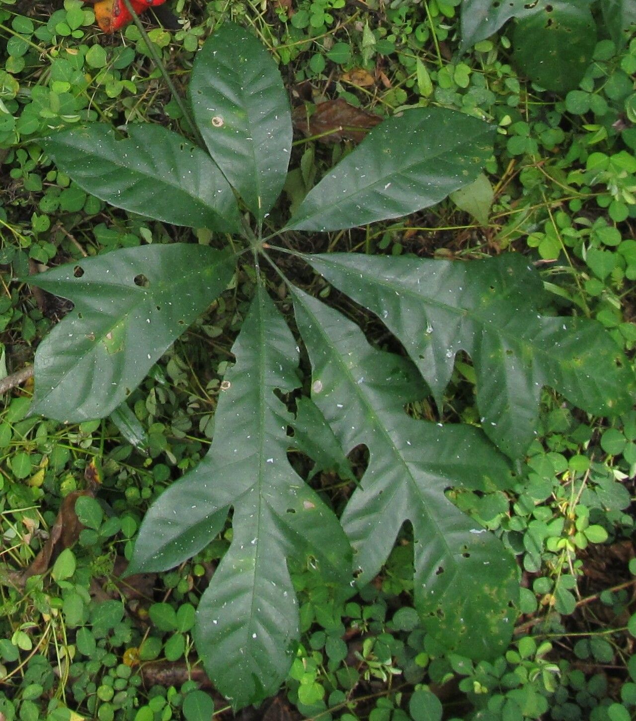 Cola digitata — houseplant care guide